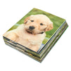 Blue Panda Pocket Folders with Puppy Design, Letter Size (12 x 9.25 Inches, 12-Pack)