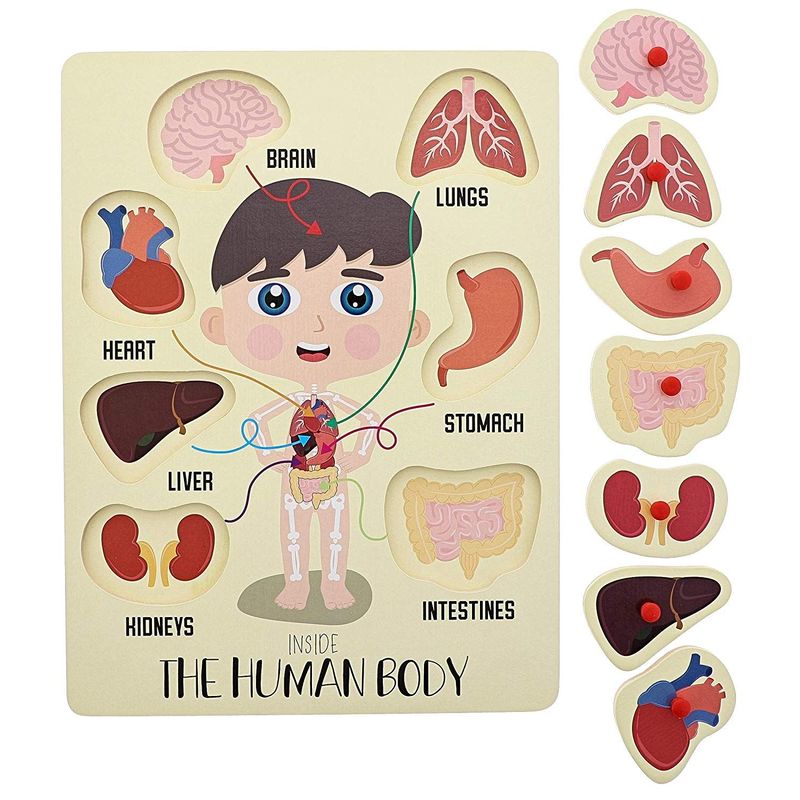 Educational Wood Peg Anatomy Puzzle, Kids' Game for Learning Human Body Parts (9 x 12 In, 2 Pack)