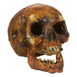 Blue Panda Plastic Skull for Halloween, Rotting Fake Skeleton Head (5.7 x 7 x 7.5 Inches)