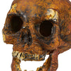 Blue Panda Plastic Skull for Halloween, Rotting Fake Skeleton Head (5.7 x 7 x 7.5 Inches)