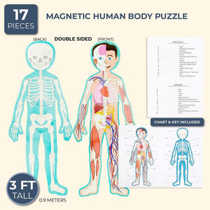 Blue Panda Magnetic Human Body Puzzle Double Sided, 3 Foot Tall, 17 Pieces