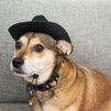 Mini Fedora Hat, Pet Costume Accessory, Adjustable Sizing (7.75 x 6.25 x 3.38 in, Black)